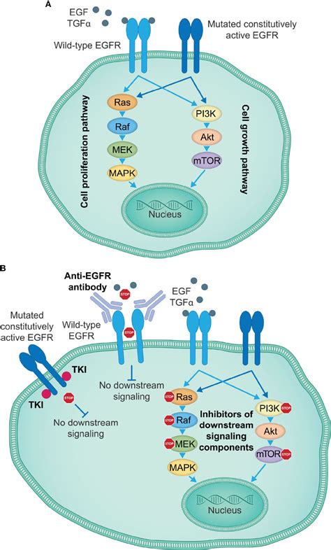 Frontiers | Engaging innate immunity for targeting the epidermal growth ...