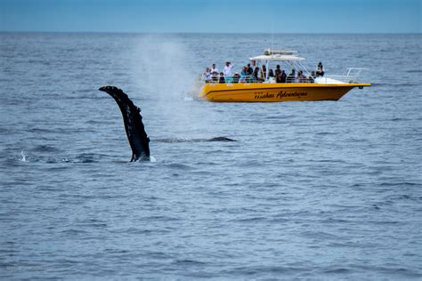 Lahaina-Whale-Watching-Tour-DSC_2532 - The Van Escape