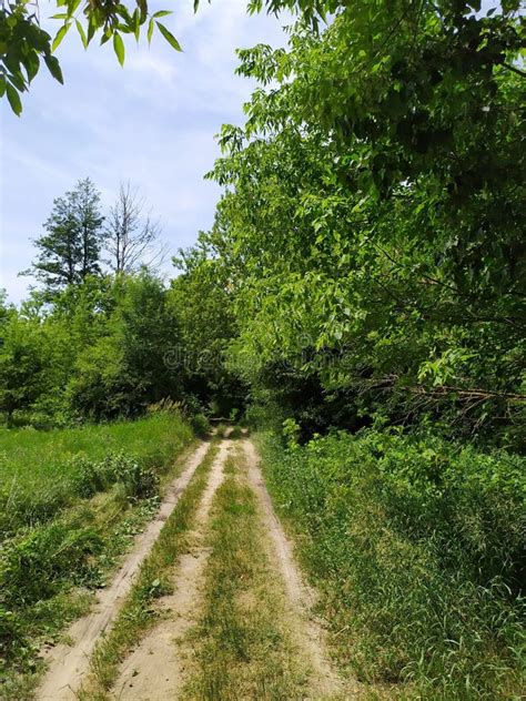 Belarusian Nature in the Forest Summer Stock Image - Image of beautiful ...