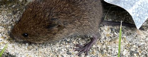 Eastern Meadow Vole | Vermont Atlas of Life