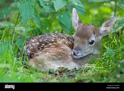 European fallow deer, fawn - (Dama dama dama Stock Photo - Alamy