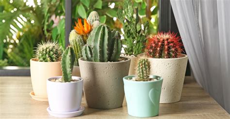 How to Grow Cacti Indoors