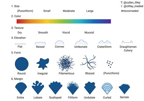 Colony Morphology Of Bacteria