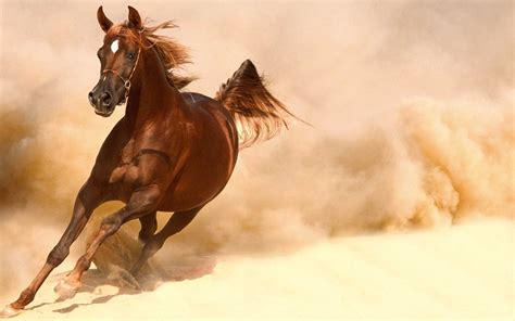 Arabian Horse Photo Gallery Wallpaper (53+ images)