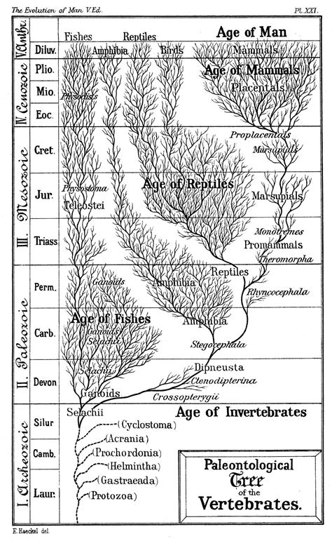 Introduction to evolution - Wikipedia