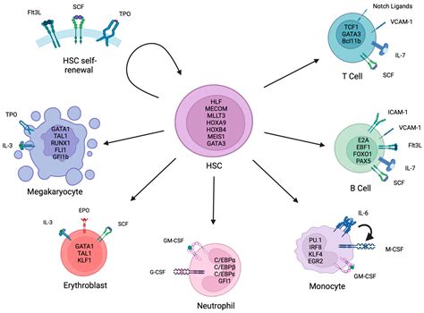 Cells | Free Full-Text | In Vitro Human Haematopoietic Stem Cell ...