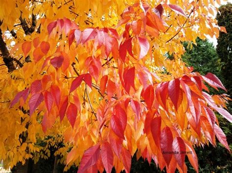 Ash (Fraxinus) Trees - THE GARDEN WEBSITE.COM