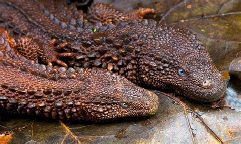 Borneo Earless Monitors Resemble Dragons And Are The "Holy Grail" Of ...