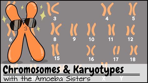 Chromosomes and Karyotypes - YouTube