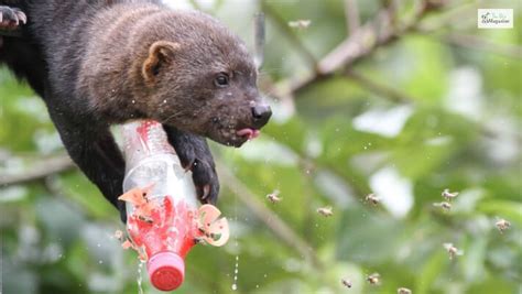 Meet Latin America's Weasel Relative, Tayra | Facts, Diet. Pictures