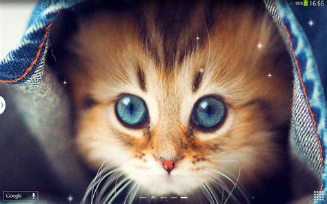 Live Wallpaper Cute Cats