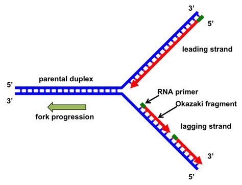 Dna Replication Bubble Labeled