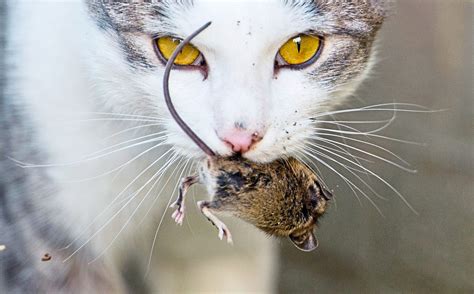 Feral cats cannot be tamed but will make great rat-catchers | The Star