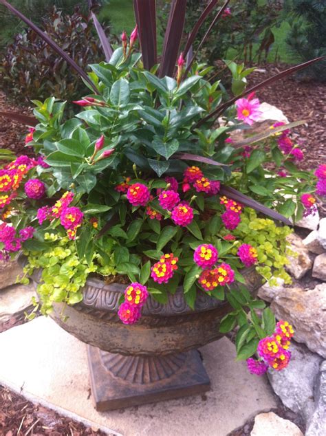 Full Sun Container Plant Ideas / English with a tropical twist | Full ...