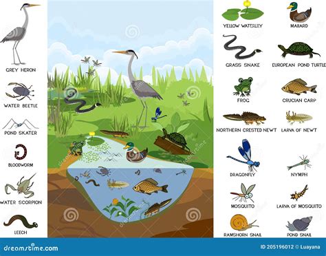 Ecosystem of Pond with Different Animals Birds, Insects, Reptiles ...