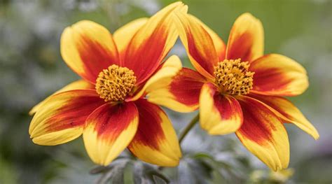 21 Flowering Perennials for Tennessee Gardens