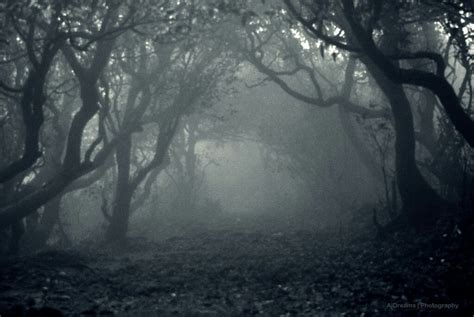 Spooky Background, Forest Background, Background Ideas, Abandoned ...