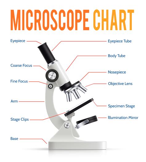 Partes Del Microscopio Dibujo | Images and Photos finder