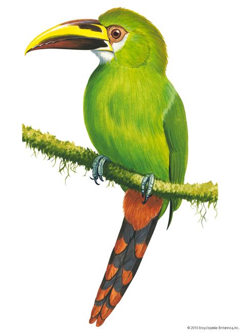 Toucan | Brightly Colored Bird of the Neotropics | Britannica