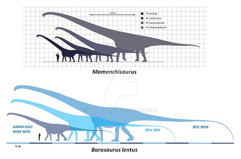 Comparison of Mamenchisaurus and Barosaurus by YuChen1984 on DeviantArt