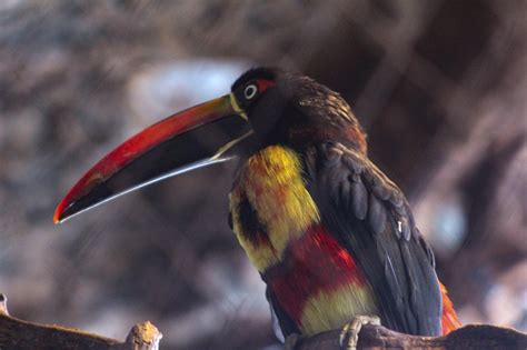 🔥Rainbow toucan 🔥 : r/NatureIsFuckingLit