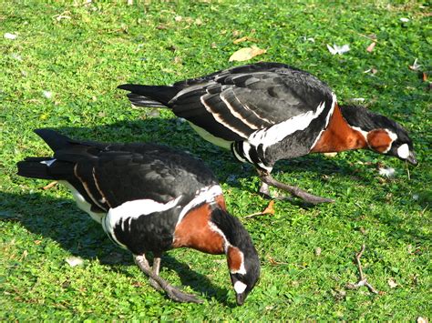 Red-Breasted Geese | St James Park, London | Karoly Lorentey | Flickr