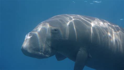 Dugong and seagrass conservation on the agenda for Pacific island range ...