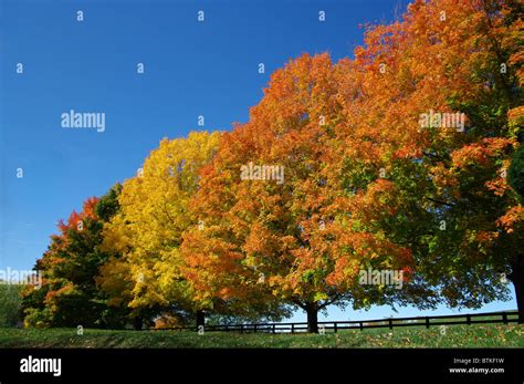 Trees in Fall Colors Stock Photo - Alamy