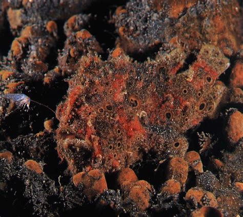 Frogfish, The Overlooked Camouflage Artist | Maduro Dive | Exclusive ...