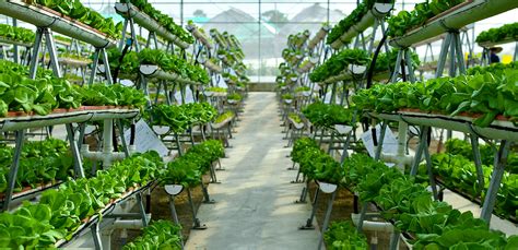 Indoor Farming: Solving Global Food Security Challenges - Atop Lighting