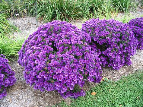 Asters: Purple Dome/ New England | Metro Blooms