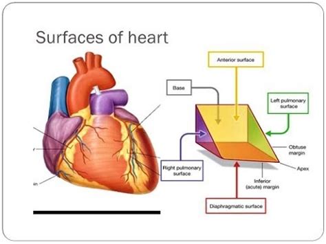 Diaphragmatic Surface Of Heart