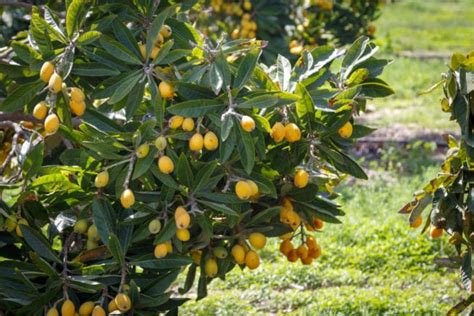 Loquat Tree Growth Rate » Top Facts & Tips