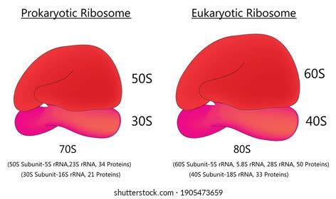 3,037 Ribosomes Images, Stock Photos & Vectors | Shutterstock