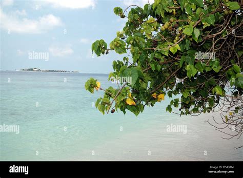 Tropical white sand beach in the Maldives Stock Photo - Alamy