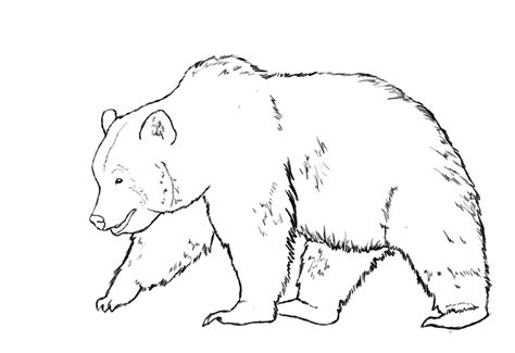 Grizzly Bear Line Drawing at GetDrawings | Free download