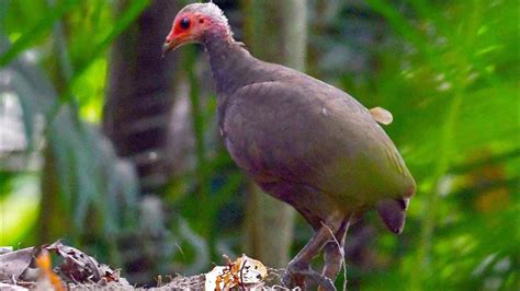 Nicobar megapode (Megapodius nicobariensis) - YouTube