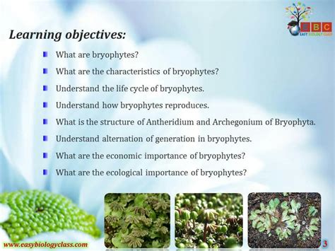 SOLUTION: Bryophytes characteristics ppt - Studypool