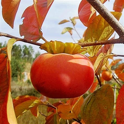 Fuyugaki Persimmon Tree-PERFUYBP - The Home Depot