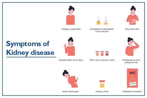 Kidney Infection Symptoms, Causes and Treatment