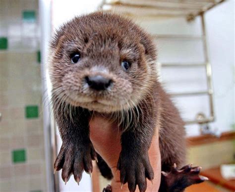 14 Sea Otters Who Don't Even Know How Cute They Are