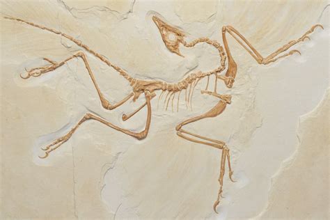 Archaeopteryx Fossil Replica - The Berlin Specimen (#219143) For Sale ...