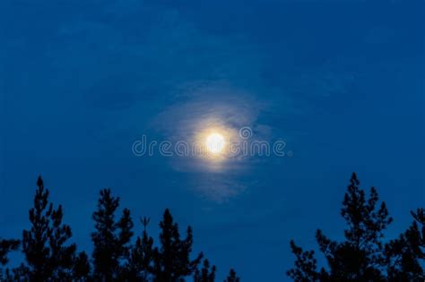 A Moon and Silhouette of Trees Stock Photo - Image of cloud, dawn ...