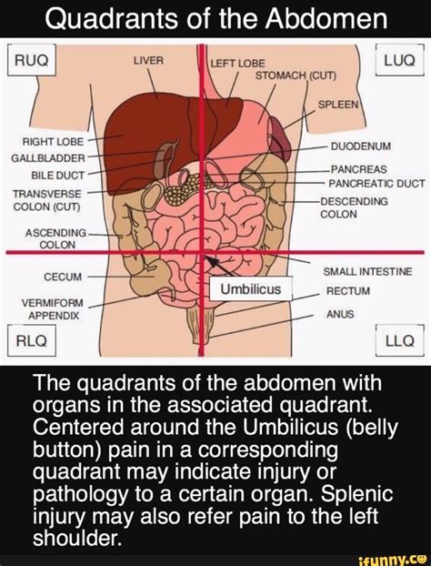 Labeled Abdominal Regions And Quadrants Subhepatic Appendicitis ...