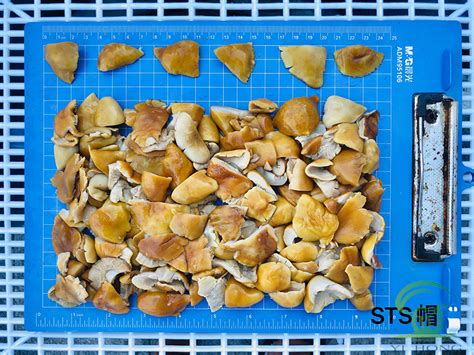 Supply 2 * 3cm Stropharia Rugosoannulata In Brine Wholesale Factory ...