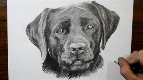 How to Draw a Dog - Labrador - YouTube