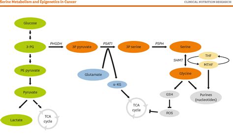 Figure 1 from Links between Serine Biosynthesis Pathway and Epigenetics ...