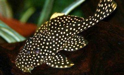 Comprehensive Guide to Gold Nugget Pleco (Baryancistrus sp. L85): Care ...