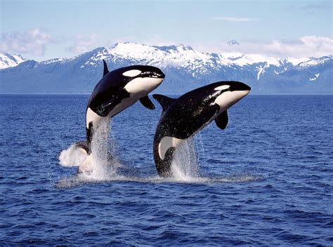 What Do Killer Whales Eat? Discover the Orca Diet (with Photos ...