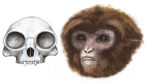 Ancient monkey skull reveals secrets of primate brain evolution ...